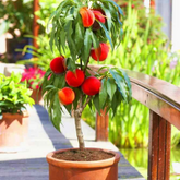 10 Sweet Peach Flores Tree Plants Dwarf Bonanza Peaches Bonsai Fruit Seeds